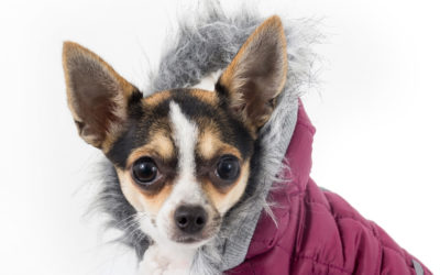 Is Your Dog Telling You It’s Too Cold to go Outside – Maybe He Needs a Coat!