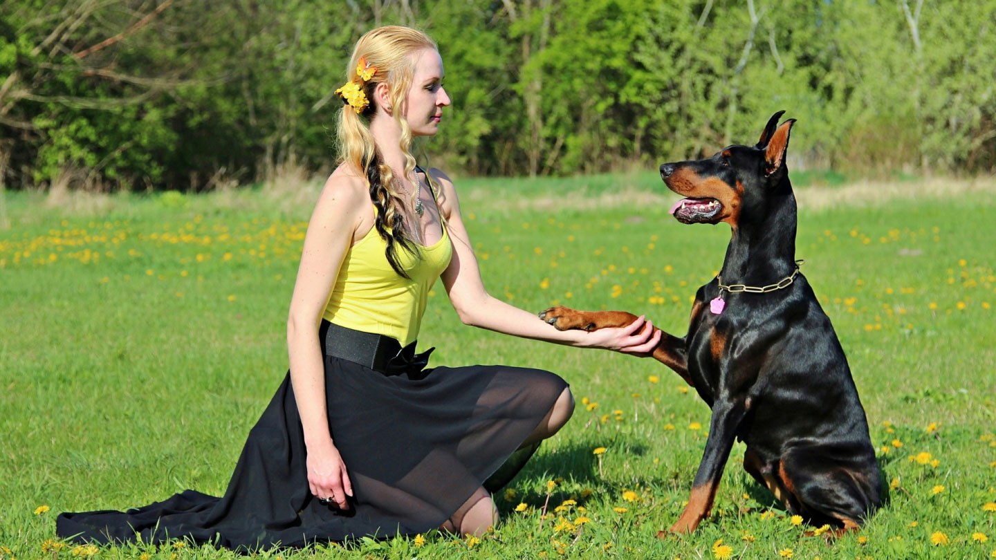 Would You be Able to Pass a Petting Consent Test? - Woofin' It Dog Walking