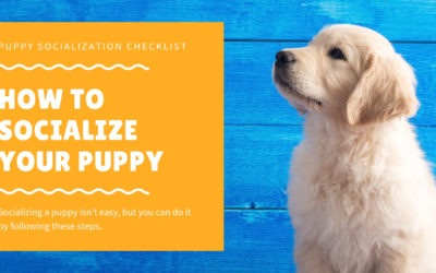 How to Socialize Your Puppy