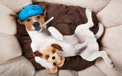Can Dogs Get the Flu?