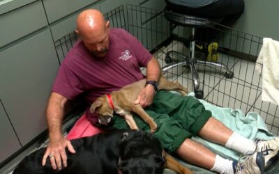 Dog Snugglers Needed at Local Shelters