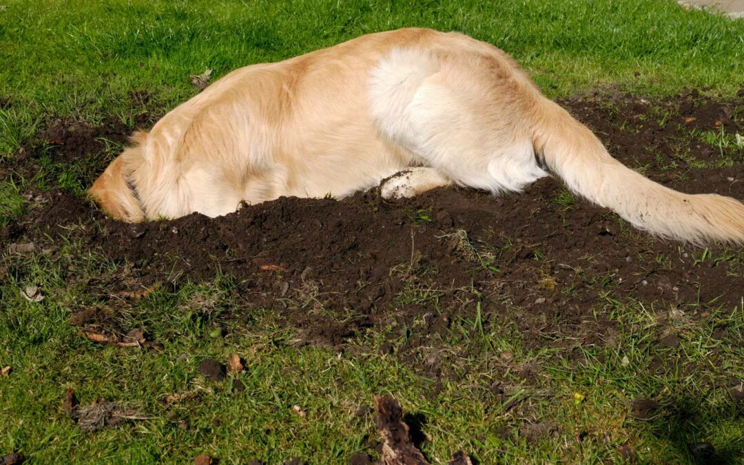 How to Stop Your Dog From Digging