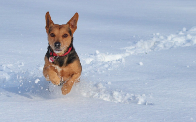 15 Winter Care Tips for Your Dog