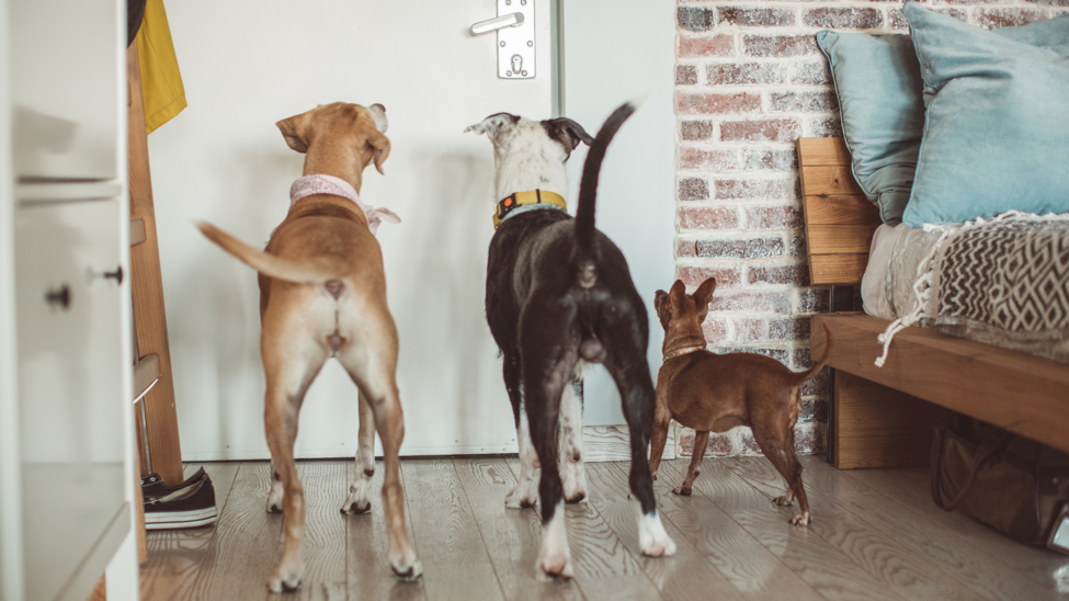 How To Choose An In-Home Dog Sitter In Frederick