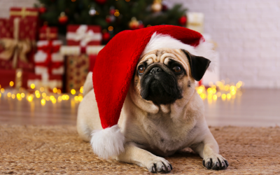 The Definitive Howliday Care Guide For Frederick Pets
