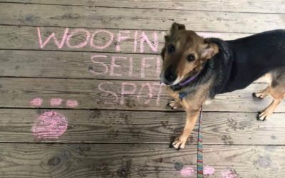 The Best Dog Parks in Frederick for Active Pets and People