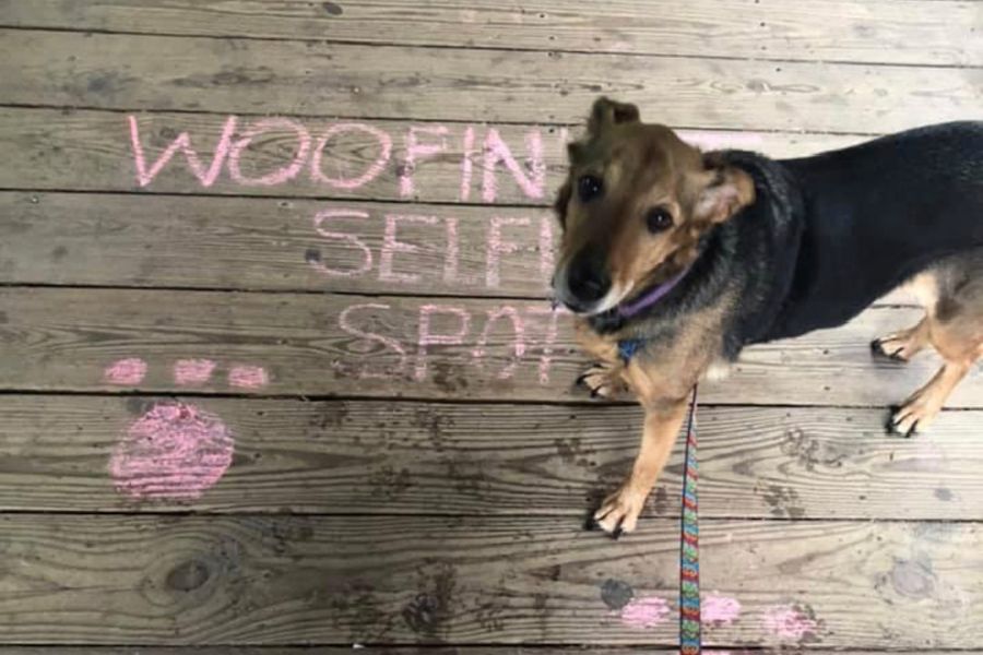 The Best Dog Parks in Frederick for Active Pets and People