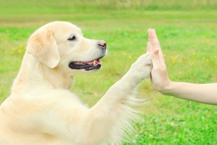 How to Teach Your Dog to Give High-Fives! And Other Fun Tricks