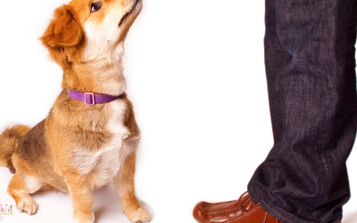 Animal Behavior Essentials – What You Need To Know About Fido!