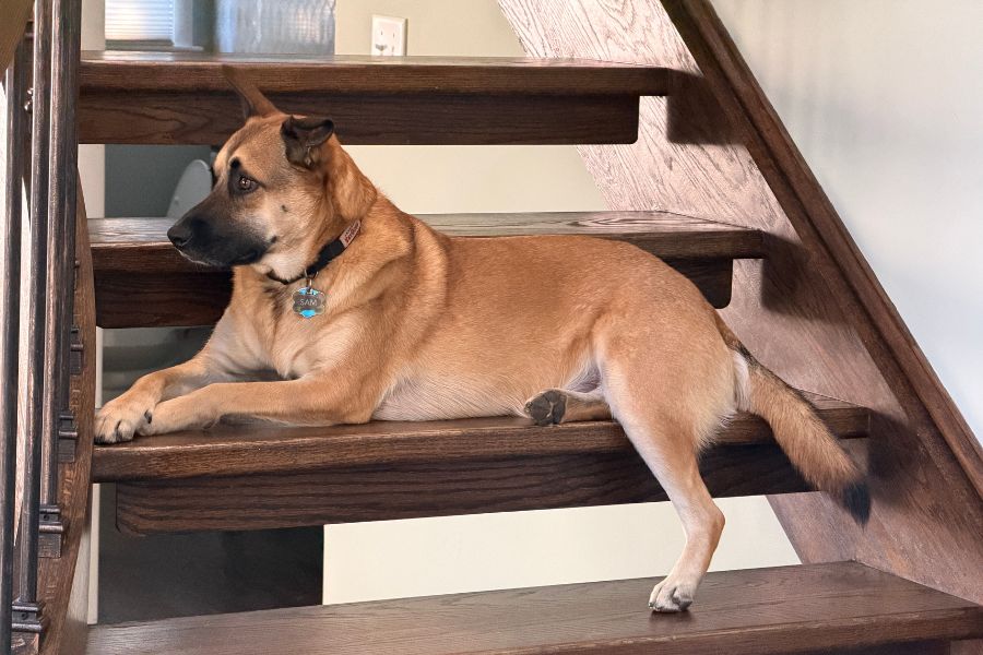 Animal Behavior Essentials - What You Need To Know About Fido!